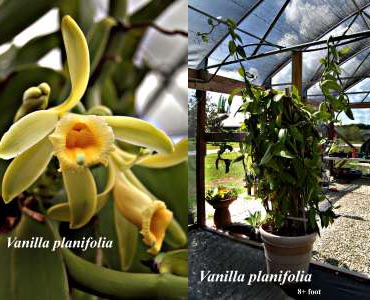 Vanilla planifolia 2 1/2 inch pot